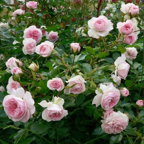Roz - Trandafir copac cu trunchi înalt - cu flori tip trandafiri englezești - coroană curgătoare
